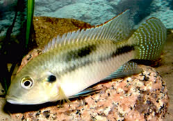 conjunctus
