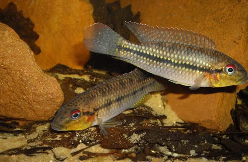 Parananochromis