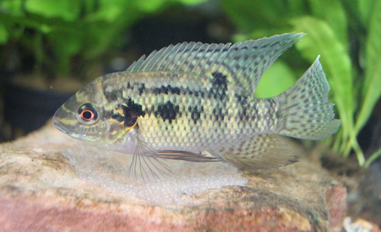 Pelmatochromis