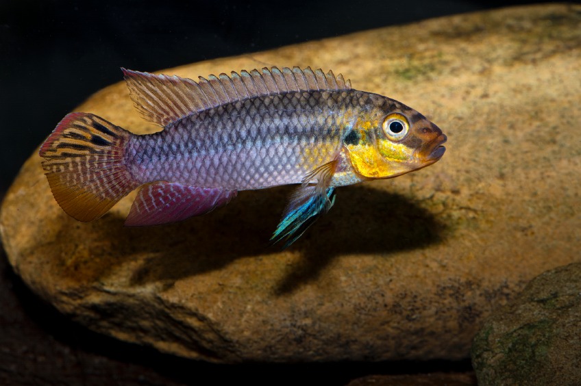 Matadi
