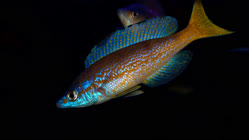 00-0-Copr_2026-Tanganjika_Tubet.jpg