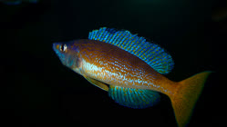01-0-Copr_2026-Tanganjika_Tubet.jpg