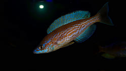 04-0-Copr_2026-Tanganjika_Tubet.jpg