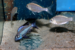 01-0-Copr_2026-Aquahaus_Gaust.png