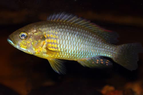 Astatoreochromis