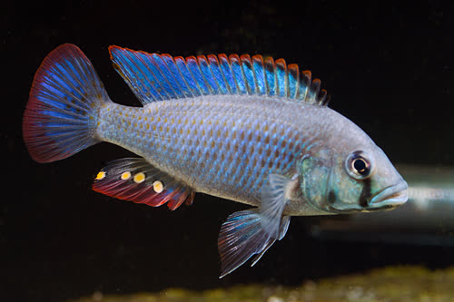 Haplochromis calliptera