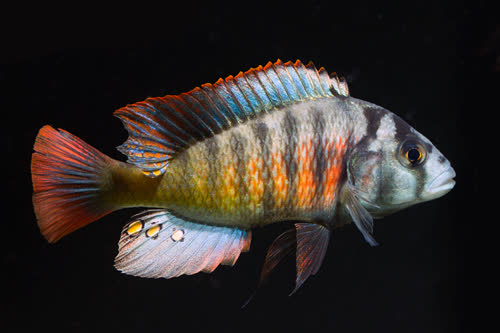 Haplochromis lividus