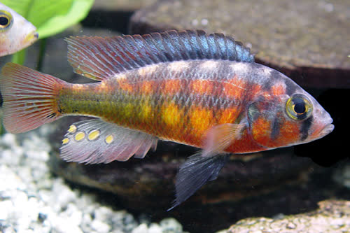 Haplochromis sauvagei "Mwanza_Gulf"