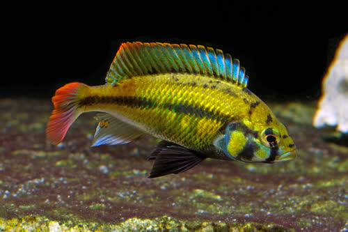Haplochromis sp."Kenya_gold"