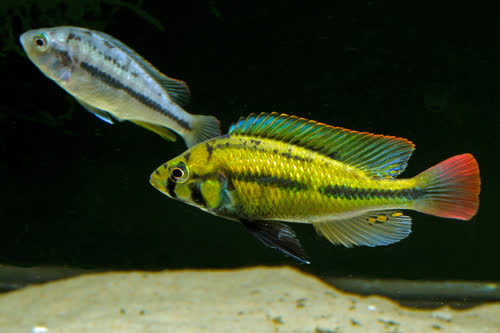 Haplochromis sp. "Kenya_gold"