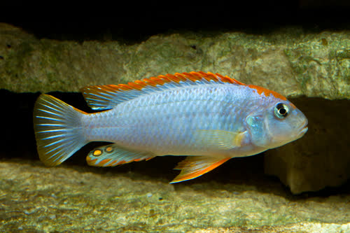Pseudotropheus perspicax "Ndumbi_Reef"