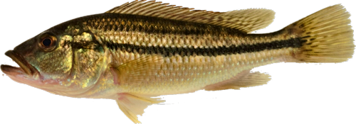 Serranochromis