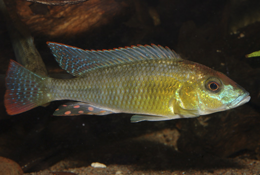 Thoracochromis
