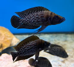 00-0-Copr_2026-Tanganika-Konint.jpg