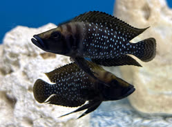 08-0-Copr_2026-Tanganika-Konint.jpg