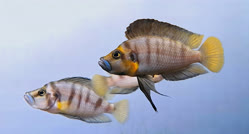 sp_compressiceps_shell