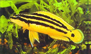 Julidochromis