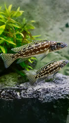 00-0-Copr_2026-SM_Fisht.jpg