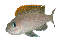 caudopunctatus