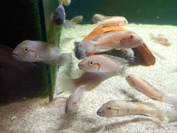 00-0-Copr_2026-Jayant-Cichlids-Germanyt.jpg