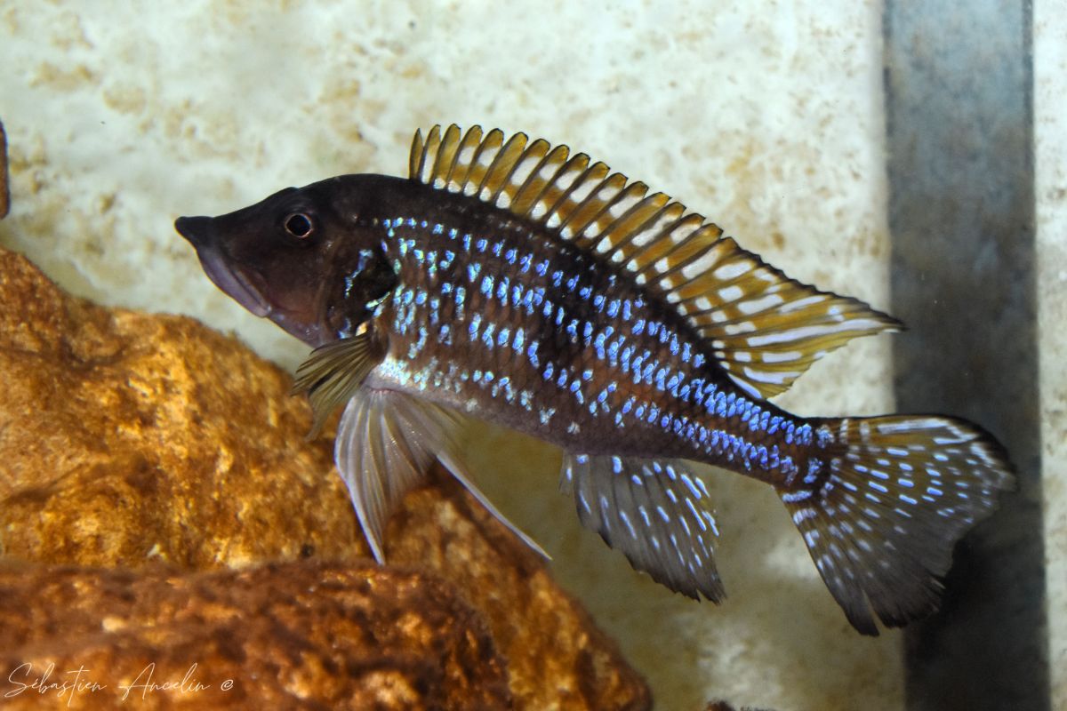 Gnathochromis