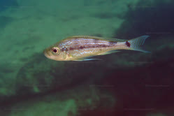microlepis