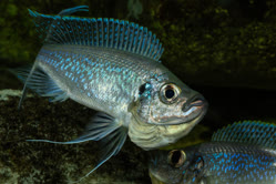 Haplotaxodon