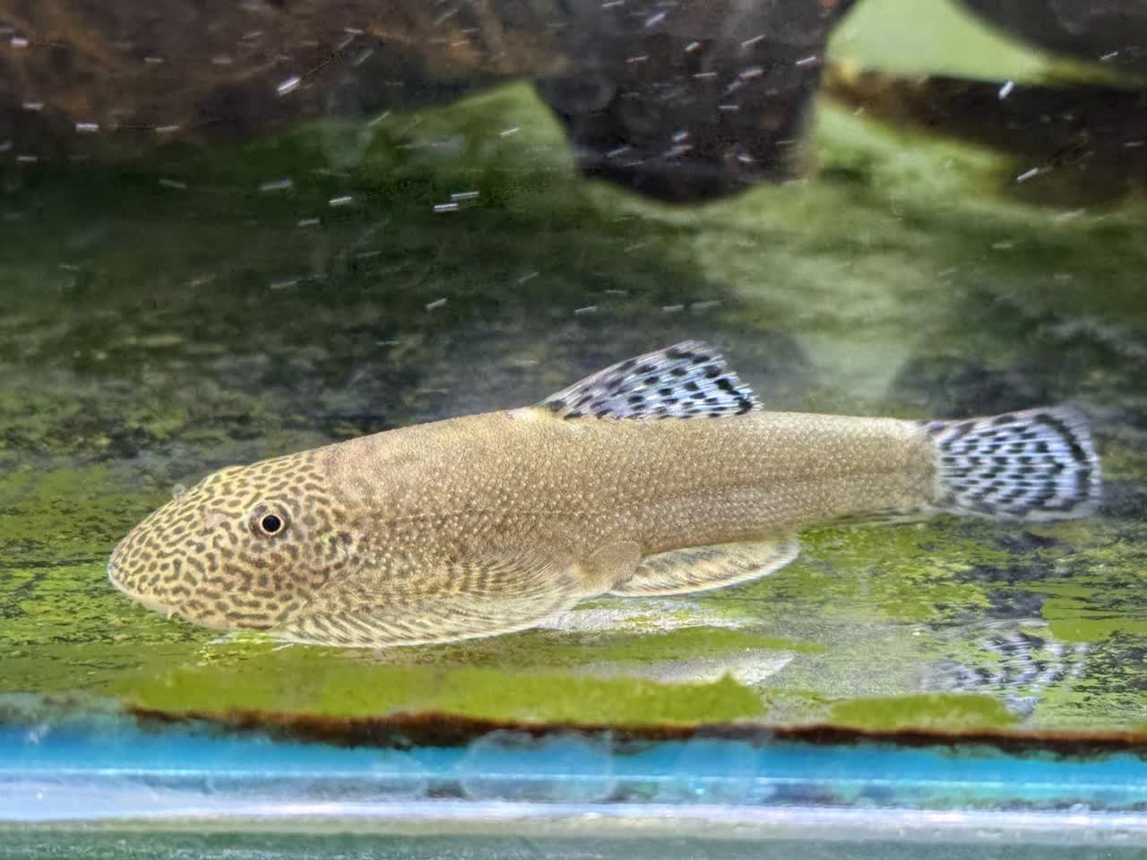 aeroides
