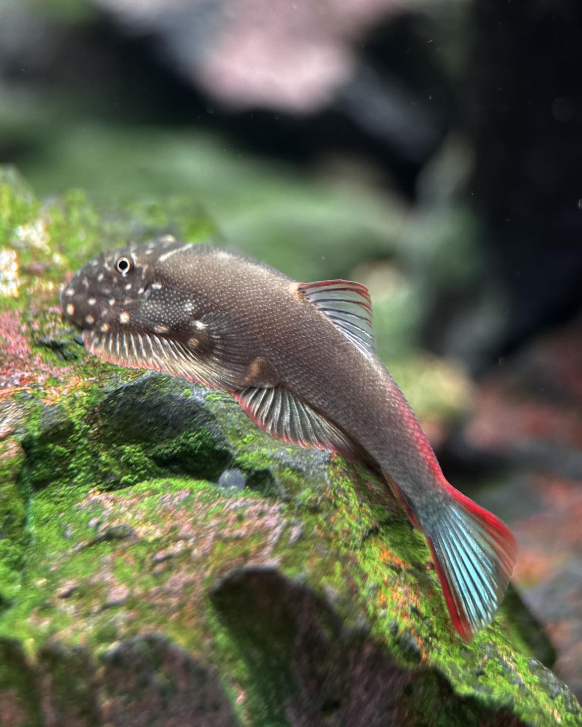 ornaticauda