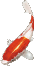 koi-transt.png