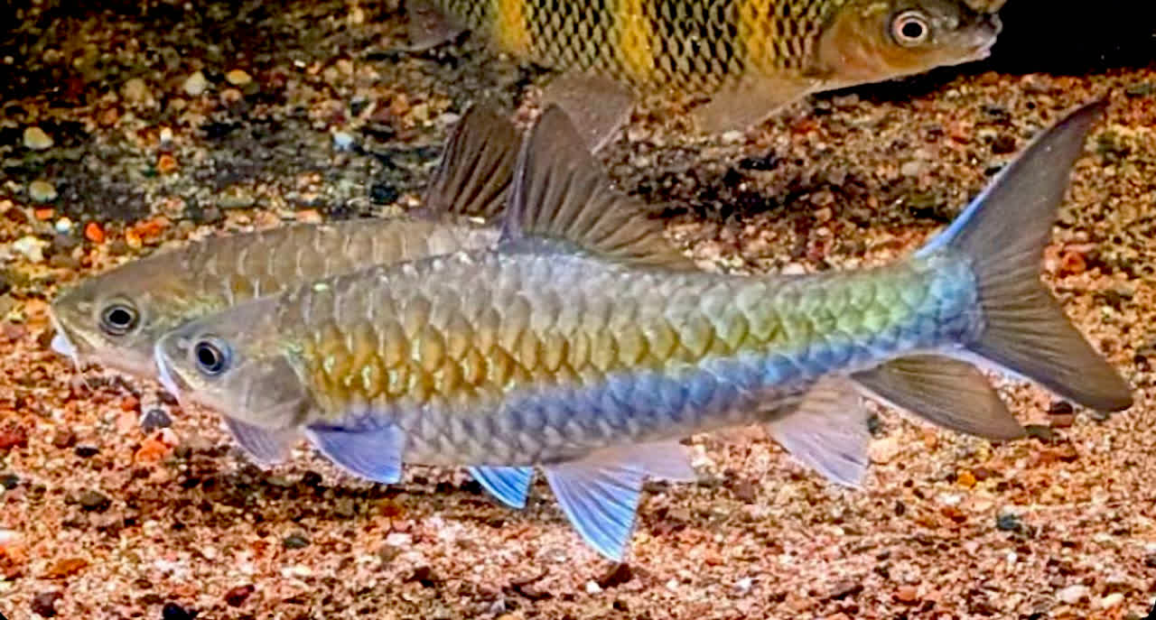Neolissochilus