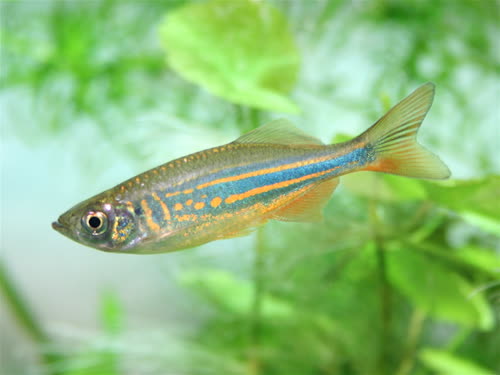 /fish/Cypriniformes/Cyprinoidei/Danionidae/Danioninae/Devario/country/India/aequipinnatus