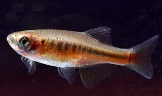 /fish/Cypriniformes/Cyprinoidei/Danionidae/Danioninae/Devario/country/China/apogon