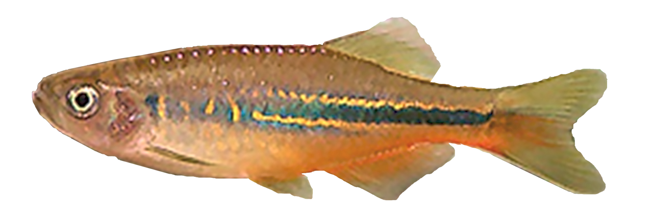 /fish/Cypriniformes/Cyprinoidei/Danionidae/Danioninae/Devario/country/China/chrysotaeniatus