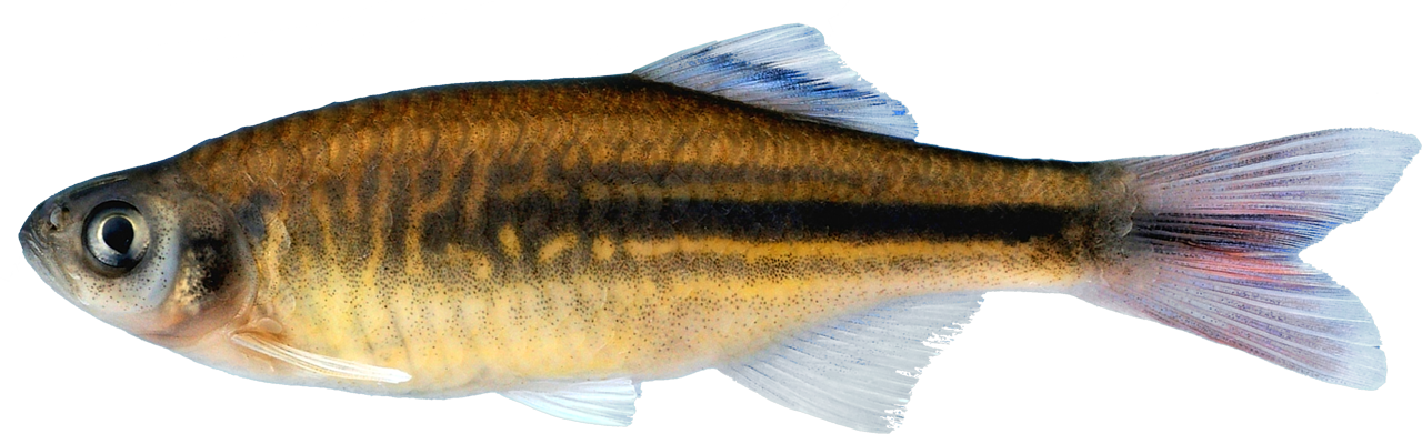 /fish/Cypriniformes/Cyprinoidei/Danionidae/Danioninae/Devario/country/India/deruptotalea