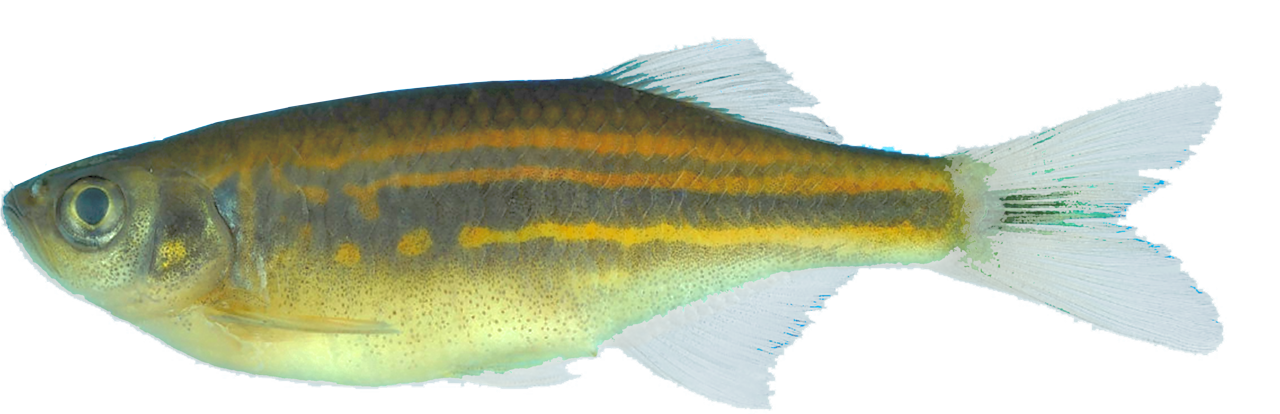 /fish/Cypriniformes/Cyprinoidei/Danionidae/Danioninae/Devario/country/Laos/fangfangae