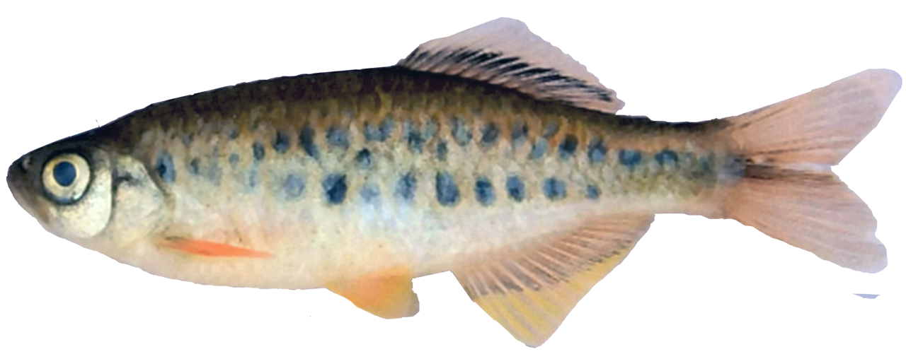 /fish/Cypriniformes/Cyprinoidei/Danionidae/Danioninae/Devario/country/Vietnam/kysonensis