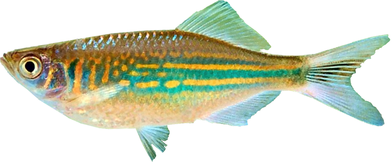 /fish/Cypriniformes/Cyprinoidei/Danionidae/Danioninae/Devario/country/India/malabaricus