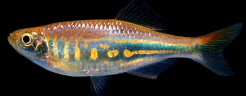 /fish/Cypriniformes/Cyprinoidei/Danionidae/Danioninae/Devario/country/Sri_Lanka/micronema