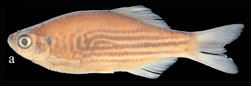 /fish/Cypriniformes/Cyprinoidei/Danionidae/Danioninae/Devario/country/Myanmar/myitkyinae