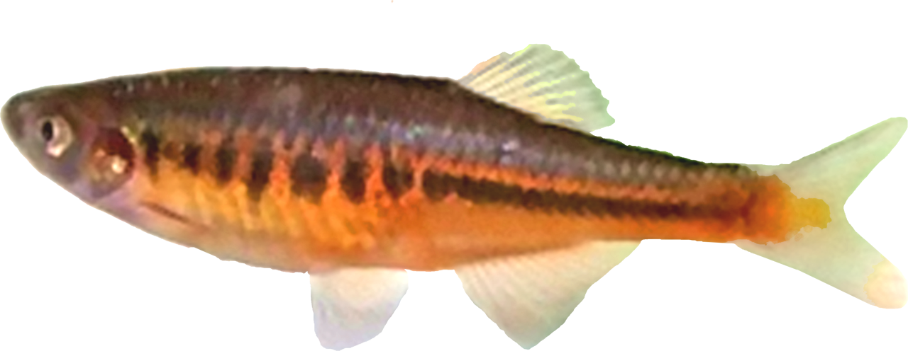 /fish/Cypriniformes/Cyprinoidei/Danionidae/Danioninae/Devario/country/China/shanensis
