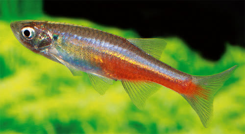 /fish/Cypriniformes/Cyprinoidei/Danionidae/Danioninae/Devario/country/Myanmar/sondhii