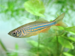 /fish/Cypriniformes/Cyprinoidei/Danionidae/Danioninae/Devario/country/Bangladesh/aequipinnatus