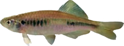/fish/Cypriniformes/Cyprinoidei/Danionidae/Danioninae/Devario/country/Bangladesh/anomalus