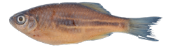 /fish/Cypriniformes/Cyprinoidei/Danionidae/Danioninae/Devario/country/Bangladesh/coxi