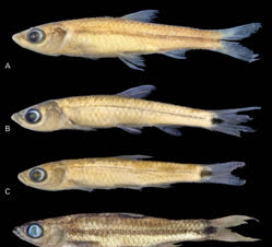 00-0-Copr_2025-Ahnelt_-balaena_-_korthausae_-_korthausae_nigrat.jpg