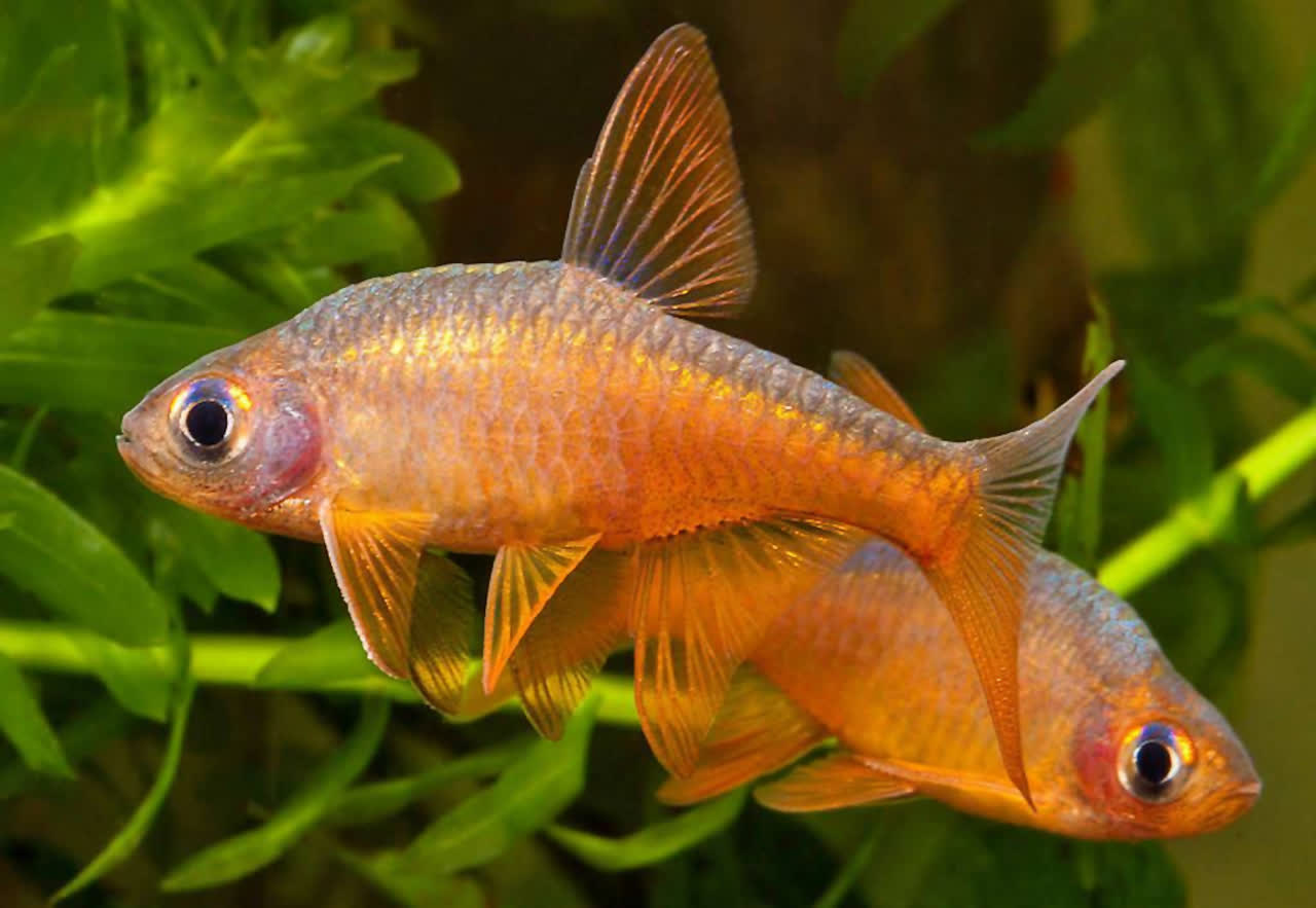 pallidus