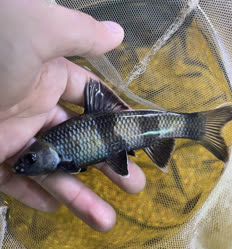 02-0-Copr_2026-Peng_Enpengfisheryt.jpg