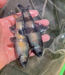 03-0-Copr_2026-Peng_Enpengfisheryt.jpg