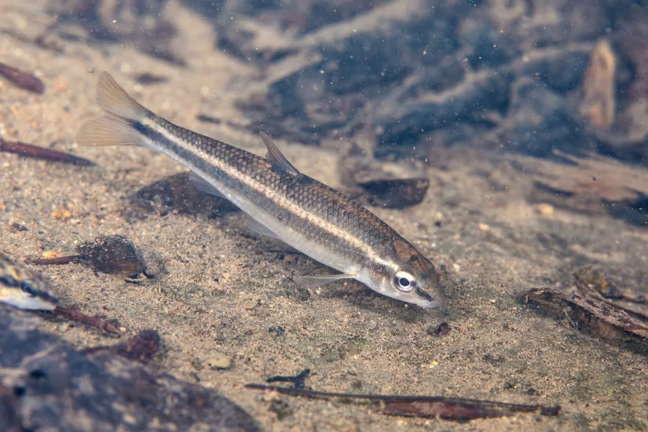 oligolepis